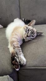 Herplaatser kitten, Poes