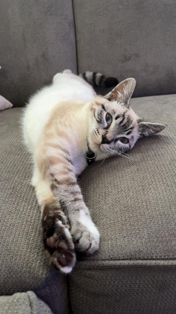 Herplaatser kitten, Dieren en Toebehoren, Katten en Kittens | Overige Katten, Poes