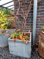 Plantenbak met blauwe druif & aardbeien, Tuin en Terras, Bloembakken en Plantenbakken, Ophalen, Tuin, Minder dan 30 cm, Minder dan 60 cm