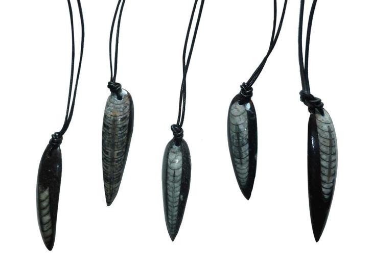 Orthoceras - Fossiele pijlstaartinktvis aan leren koord, Verzamelen, Mineralen en Fossielen, Fossiel, Ophalen of Verzenden