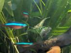 Mooie garnalen uit eigen kweek, Dieren en Toebehoren, Vissen | Aquariumvissen, Kreeft, Krab of Garnaal