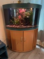 Juwel Trigon 190, Dieren en Toebehoren, Vissen | Aquaria en Toebehoren, Ophalen, Zo goed als nieuw, Leeg aquarium