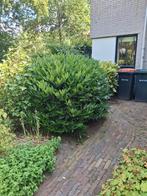 Mooie sier laurier, Tuin en Terras, Planten | Bomen, Ophalen, Halfschaduw, Overige soorten