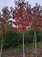 te koop amber boom (Liquidambar Worplesdon), Tuin en Terras, Planten | Bomen, Bloeit niet, Overige soorten, 400 cm of meer, Ophalen