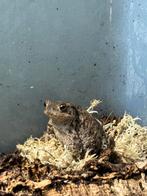 Koppel Bufo bufo nakweek 2020, Dieren en Toebehoren, Reptielen en Amfibieën, Amfibie