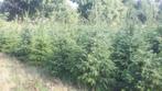 Kerstbomen te koop Omorika, Tuin en Terras, Ophalen, Volle zon, Overige soorten, 100 tot 250 cm