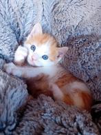 Snoezige rood/witte kitten (katertje, 7 weken oud) ❤, Dieren en Toebehoren, Katten en Kittens | Raskatten | Korthaar, Kater