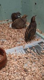 Kwartels, Meerdere dieren