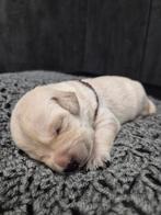 Mooie zwarte & silver labrador retriever pups, CDV (hondenziekte), 8 tot 15 weken, Teef, Labrador retriever