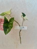 Syngonium Albo stek met nieuwe wortels, Huis en Inrichting, Kamerplanten, Ophalen, Overige soorten, Halfschaduw, Minder dan 100 cm