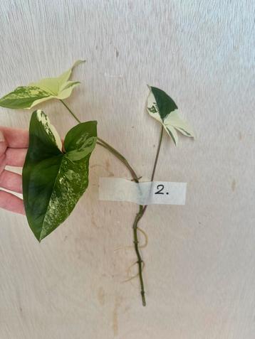 Syngonium Albo stek met nieuwe wortels beschikbaar voor biedingen