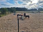 Shetlander stalling 24/7 buiten, Dieren en Toebehoren, Stalling en Weidegang, Weidegang