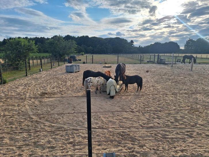 Shetlander stalling 24/7 buiten, Dieren en Toebehoren, Stalling en Weidegang, Stalling, Weidegang