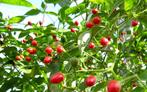 Chili Bolivian wild (bio) planten, Volle zon, Vaste plant, Zomer, Ophalen