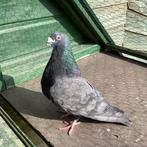 Laudino doffer, Dieren en Toebehoren, Vogels | Duiven, Mannelijk, Kropper