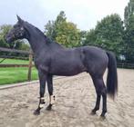2,5 jarige zwarte dressuurhengst, Dieren en Toebehoren, Paarden, Met stamboom, Niet van toepassing, Dressuurpaard, 0 tot 2 jaar