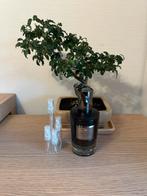 Mind Games French Defense parfum sample/decant, Ophalen, Zo goed als nieuw