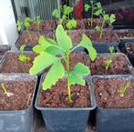 Ginkgo (Ginkgo biloba), Tuin en Terras, Overige soorten, Lente, Minder dan 100 cm, Ophalen
