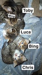 Kittens, Meerdere dieren, Kortharig, 0 tot 2 jaar