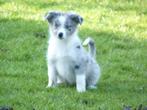 Super schattige Australian Shepherd x Border Collie pups, Parvo, 8 tot 15 weken, Collie, Meerdere