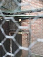 Tk jonge kanarie man 15 euro, Dieren en Toebehoren, Vogels | Kanaries, Mannelijk, Kleurkanarie