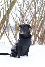 Hondenjas grijs maat 60 xl, Dieren en Toebehoren, Ophalen, Zo goed als nieuw, Hondenjas