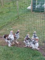 Brahma hanen Porceleinkleur, Dieren en Toebehoren, Pluimvee, Mannelijk, Kip