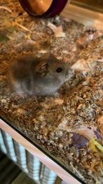Jonge Russische dwerghamster  3 maanden oud, Dieren en Toebehoren, Knaagdieren, Mannelijk, Hamster