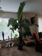 Te koop een mooie traditcia kamer plant, Huis en Inrichting, Kamerplanten, Ophalen, Halfschaduw, 150 tot 200 cm