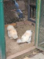 Zijdehoentjes, Dieren en Toebehoren, Pluimvee, Vrouwelijk, Kip