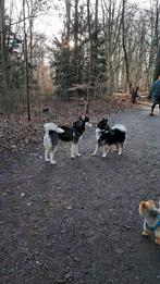 Honden Uitlaat Service Amsterdam Amstelland, Juli, Mannelijk