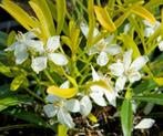 Choisya Azteck gold-goudgeel blad-bijen en vlinderplant!, Ophalen of Verzenden, Volle zon