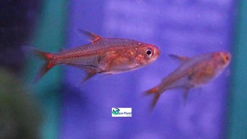 Vuurtetra, Dieren en Toebehoren, Vissen | Aquariumvissen, Zoetwatervis, Vis, Schoolvis