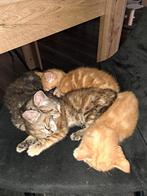 Kittens met de hand groot gebracht, Dieren en Toebehoren, Katten en Kittens | Overige Katten, Meerdere dieren, Kortharig, 0 tot 2 jaar