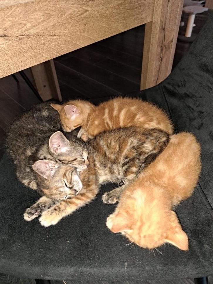 Kittens met de hand groot gebracht, Dieren en Toebehoren, Katten en Kittens | Overige Katten, Kortharig, Meerdere dieren, 0 tot 2 jaar