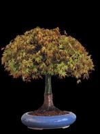 Bonsai Acer Palmatum "Katsura"in bezemstijl, Bloeit niet, Halfschaduw, Overige soorten, Minder dan 100 cm