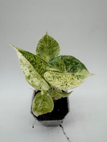 Alocasia Dragon Scale Mint Variegata beschikbaar voor biedingen