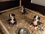 Zwitserse Sennenhond puppy’s, Dieren en Toebehoren, 8 tot 15 weken, Groot, Meerdere, Meerdere dieren