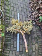 dadel takken vanaf € 5,-, Ophalen of Verzenden, Nieuw