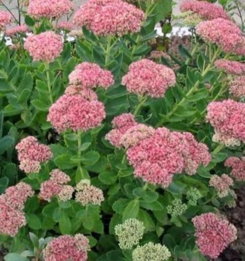 hemelsleutel  De Sedum Herbstfreude, Tuin en Terras, Planten | Tuinplanten, Vaste plant, Overige soorten, Halfschaduw, Zomer, Ophalen of Verzenden