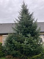Kerstboom nordmann, Ophalen, Bloeit niet, Volle zon, Overige soorten