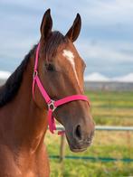 6 jarige merrie, Dieren en Toebehoren, Paarden, Merrie