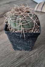 CACTUS GYMNO CARDENASIANUM MOOIE DOORNEN PLANT, Verzenden, Cactus, Volle zon, Minder dan 100 cm