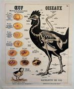 Anatomie Deyrolle Franse schoolplaat kip kippen ei kuiken, Antiek en Kunst, Antiek | Schoolplaten, Natuur en Biologie, Ophalen of Verzenden