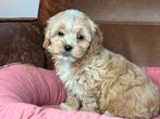 Maltipoo pups teefjes 1600 reutjes 1250€, Dieren en Toebehoren, Honden | Chihuahua's en Gezelschapshonden, Nederland, Overige rassen