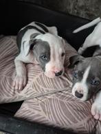 American stafford pups, Rabiës (hondsdolheid), 8 tot 15 weken, American Staffordshire Terriër, Meerdere