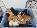 Nog 2 kittens mogen nest verlaten, Dieren en Toebehoren, Katten en Kittens | Overige Katten, Kater, Kortharig, 0 tot 2 jaar
