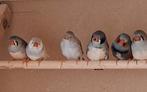 Zebravinken poppen en mannen, Dieren en Toebehoren, Vogels | Overige Vogels, Meerdere dieren, Tropenvogel, Geringd