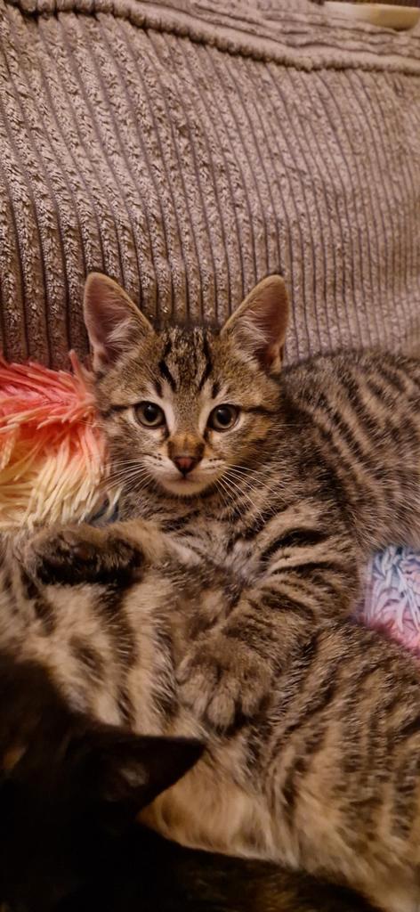 Britse korthaar kittens,gechipt en gevaccineerd 😻, Dieren en Toebehoren, Katten en Kittens | Dekkaters