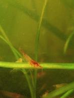 Garnaaltjes mix, Dieren en Toebehoren, Vissen | Aquariumvissen, Kreeft, Krab of Garnaal, Zoetwatervis